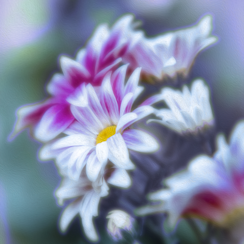 Pink and white daisy 1 of 1 ip3zcl