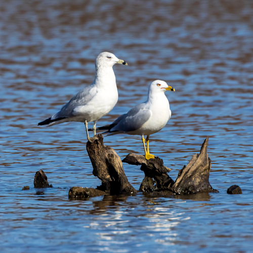 Seagulls on driftwood 1 gfthvp