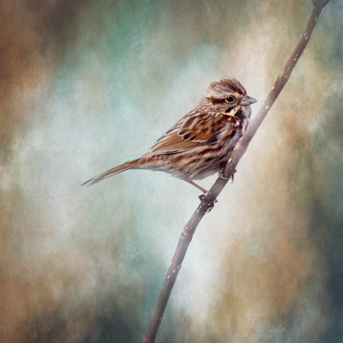 Song sparrow on textured background 1 of 1 de7iee