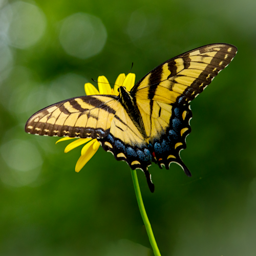 Tiger swallowtail wings spread   square crop 1 of 1 k8azs5