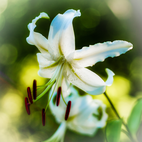 White asian lily   square crop 1 of 1 cqnell