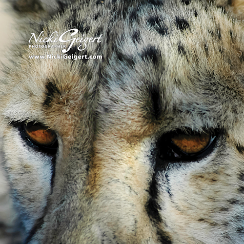 Cheetah eyes tote dsc 4727 w logo 3kx3k xpnqms
