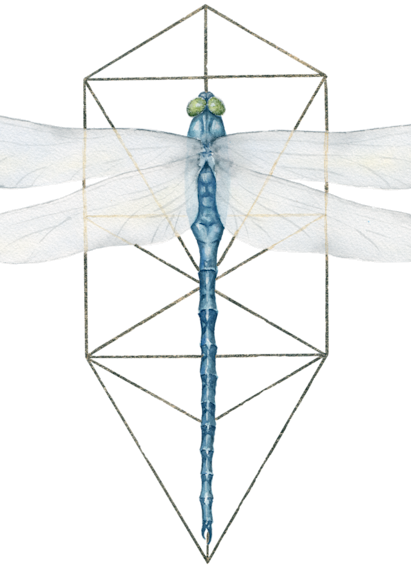 Tree of life dragonfly xprnt cjieu5