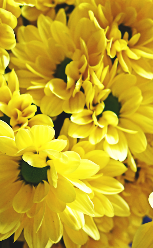 Yellow daisies opxesq