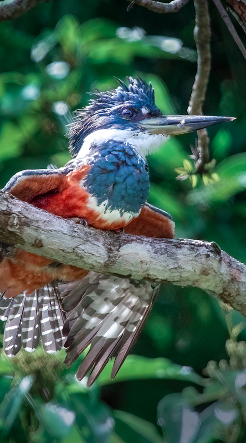 Costa rica ringed king fisher perched jdcrcg