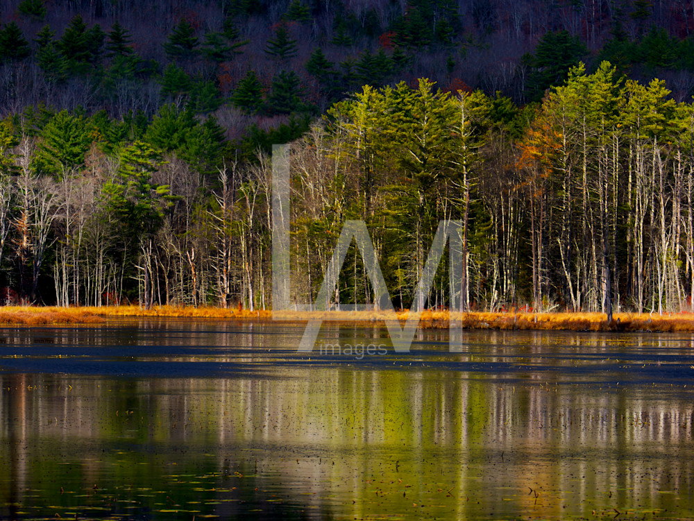 Whispers of Autumn – Serene Forest Reflection Photography Wall Art | LAM Images