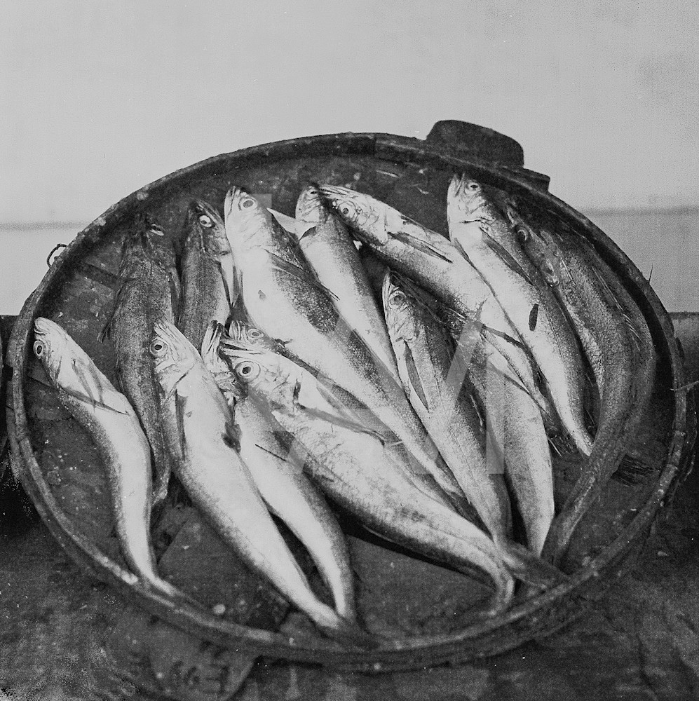 Bklyn Fish Photography Art | LAM Images