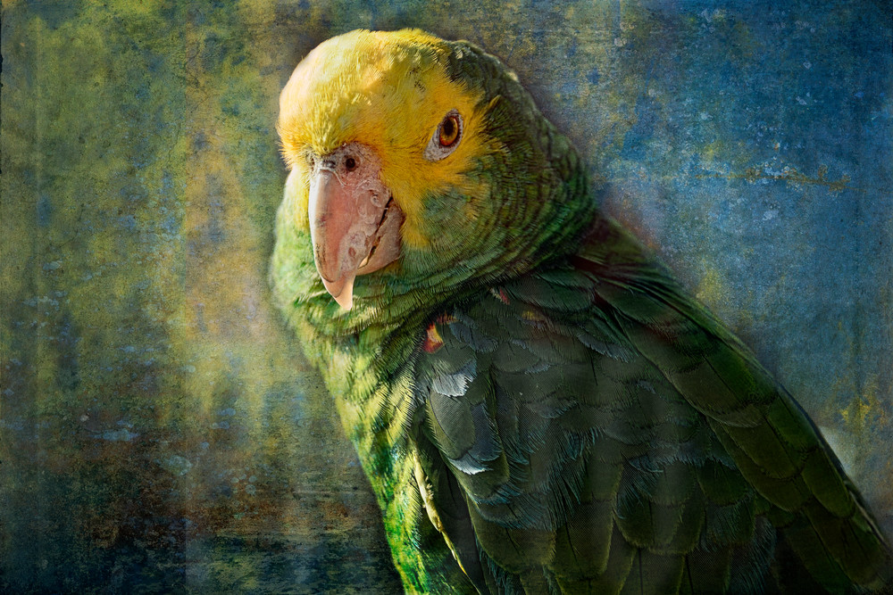 Beautiful Fine Art Paintings And Photographs By Vivian Lo