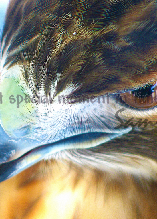 “Ostara the Red-Tailed Hawk Art for Sale”