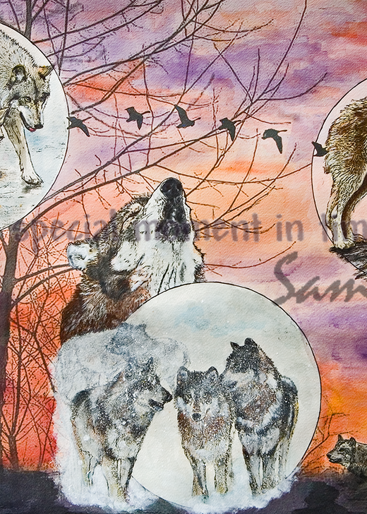 “Wolf Park In The Spotlight Art for Sale”