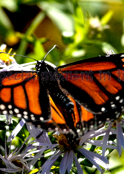 Monarch Butterfly in Autumn Photograph Art for Sale