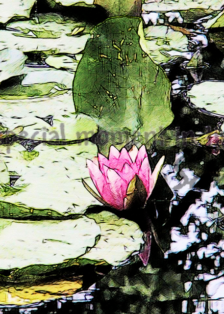 Water Lilies Art Photograph for Sale