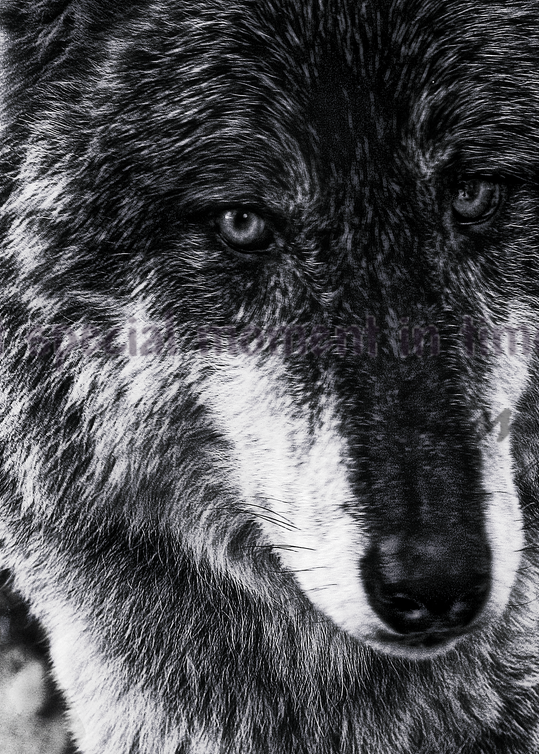Nira - Wolf Portrait