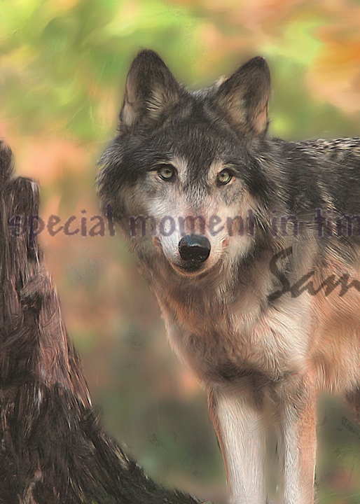 Keeley Up Close Wolf art painting for sale