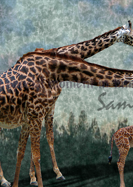 Giraffe Family Art for Sale