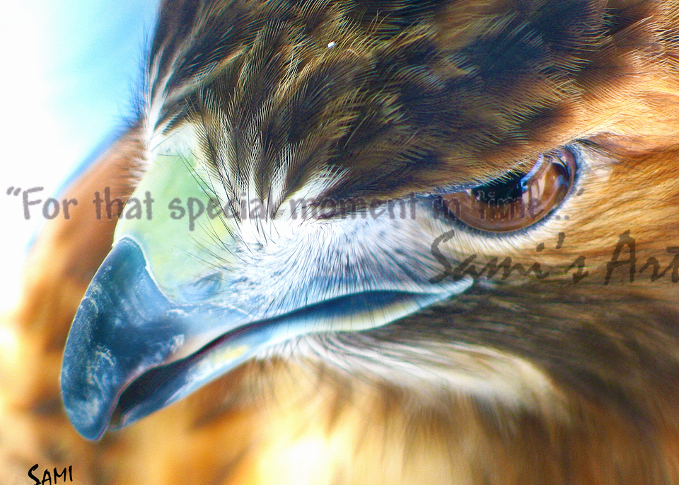“Ostara the Red-Tailed Hawk Art for Sale”