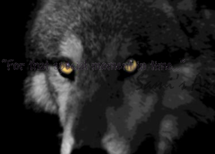 Bright Eyes Wolf Photographic Art for Sale