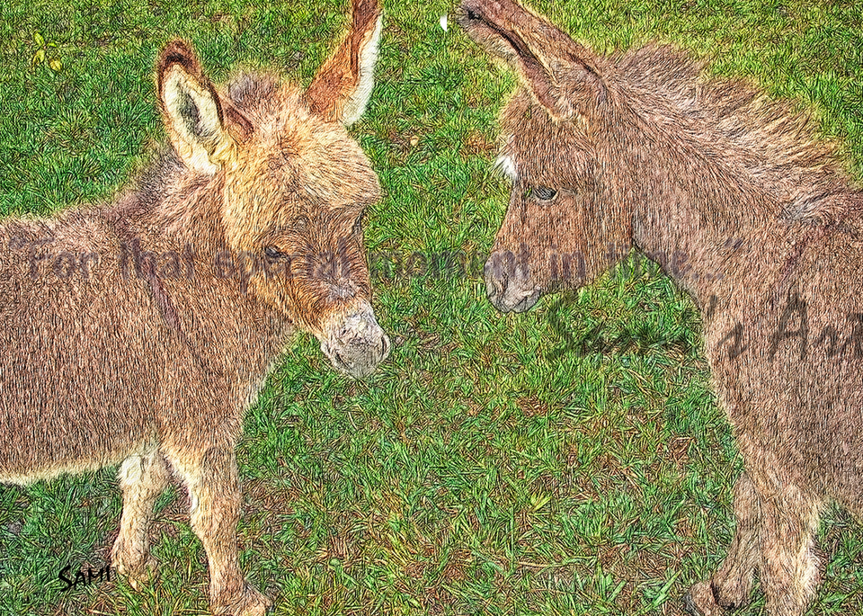 Miniature Donkey Babies Art for Sale