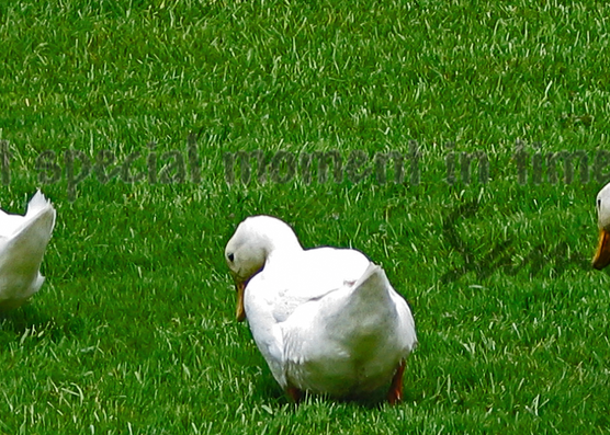 Follow Me - White Ducks photograph Art For Sale