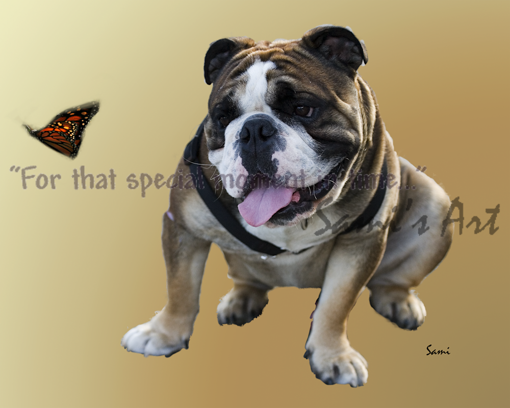 Who Knew A Dog Loved Butterflies Art Photograph for Sale