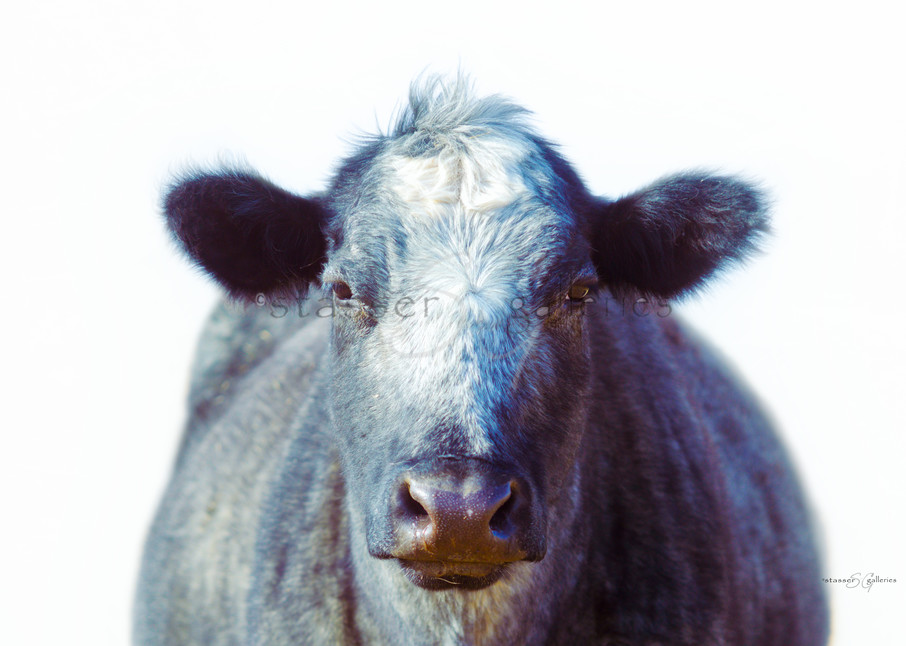 Cow portrait, Blueberry, Western