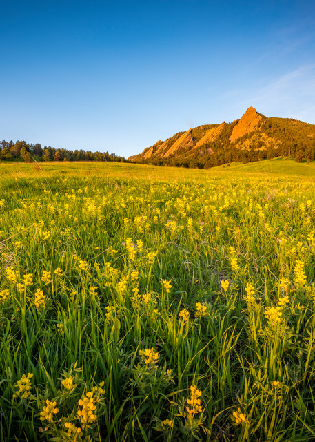 Photography of Boulder Colorado Flatirons with Spring Wildflowers