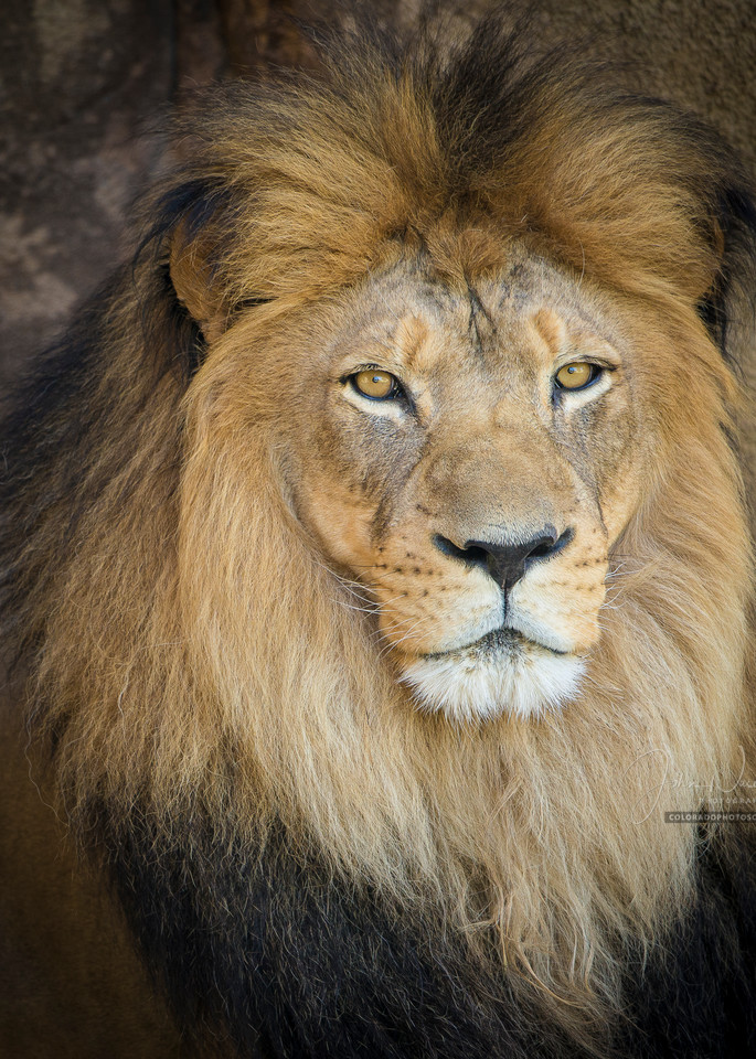Close up Photo of a Beautiful Male Lion at Denver Zoo
