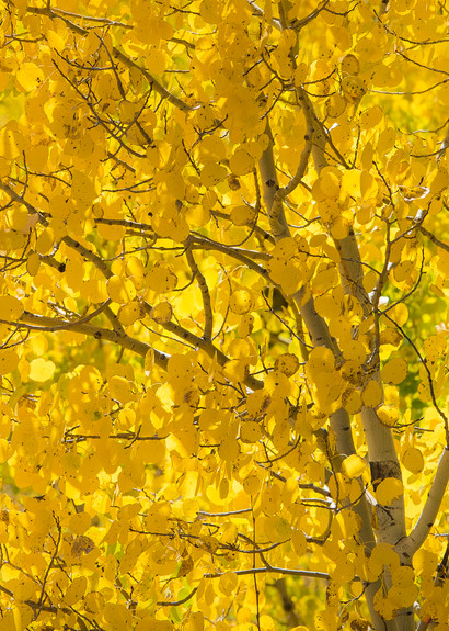 Photo Colorado Aspen Tree's Vibrant Golden Yellow Leaves