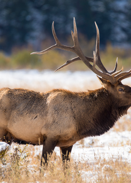 Photo of Large Bull Elk Bugling in Rutting Season Rocky Mountain National Park Colorado