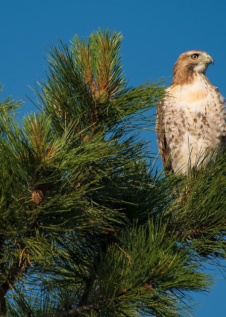 Photo of Hawk Perched atop Colorado Ponderosa Pine - Prints for Sale