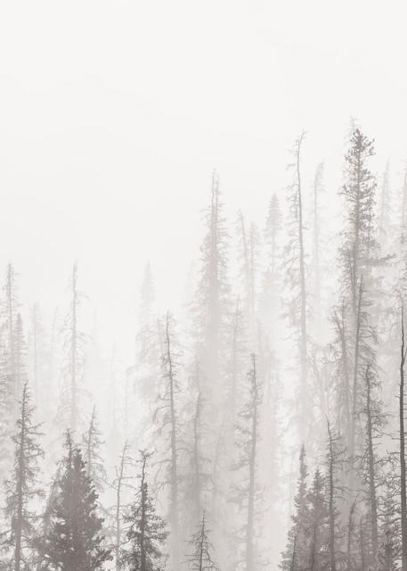High Key Photo of Pine Forest in Fog & Mist Rocky Mountain National Park Colorado