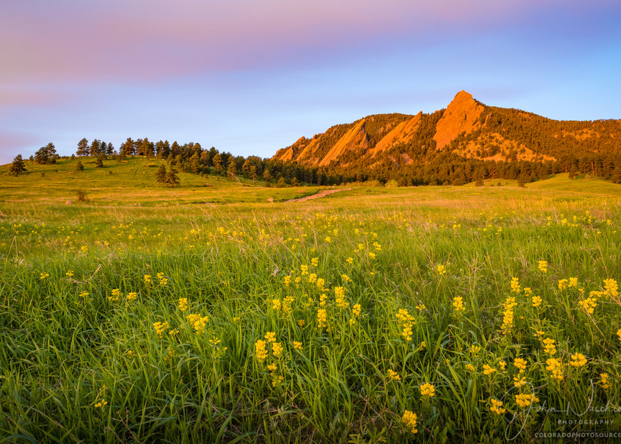 Landscape Photo of Boulder Flatirons Sunrise - Field of Yellow Wildflowers