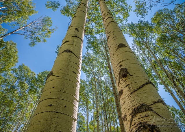 Photograph Looking Skyward at Colorado Aspen Trees