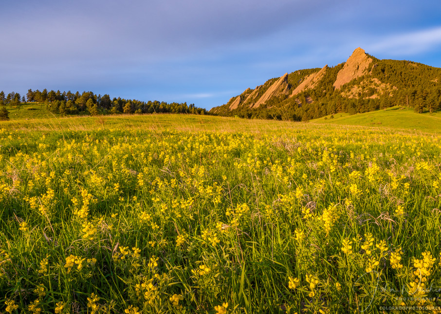 Photography of Boulder CO Flatiron Mountains Field of Golden Banner Wildflowers
