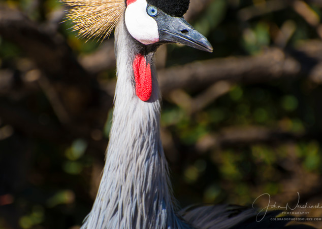 Photo of East African Crowned Crane Denver Zoo