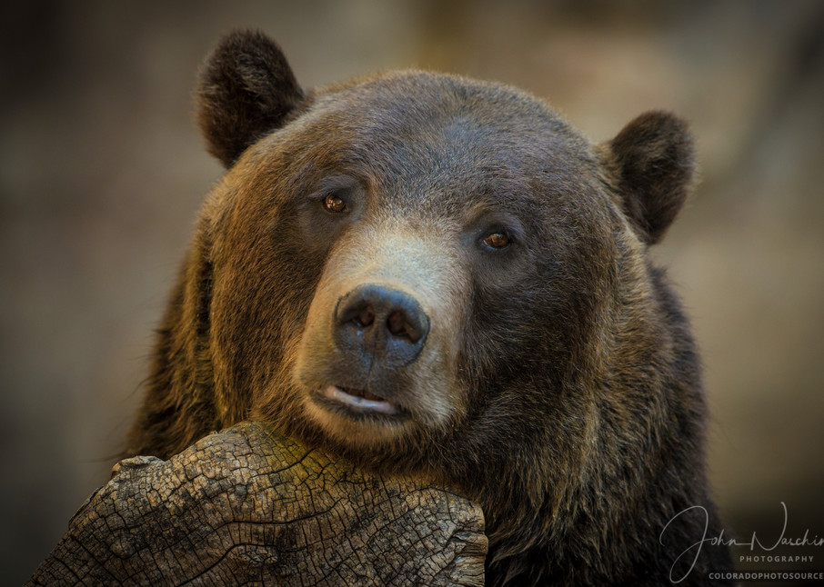  Photographic Prints of Grizzly Bear at the Denver Zoo