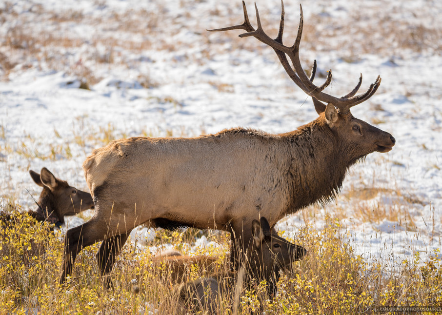 Photo of Colorado Bull Elk Watching Over Harem Rocky Mountain National Park