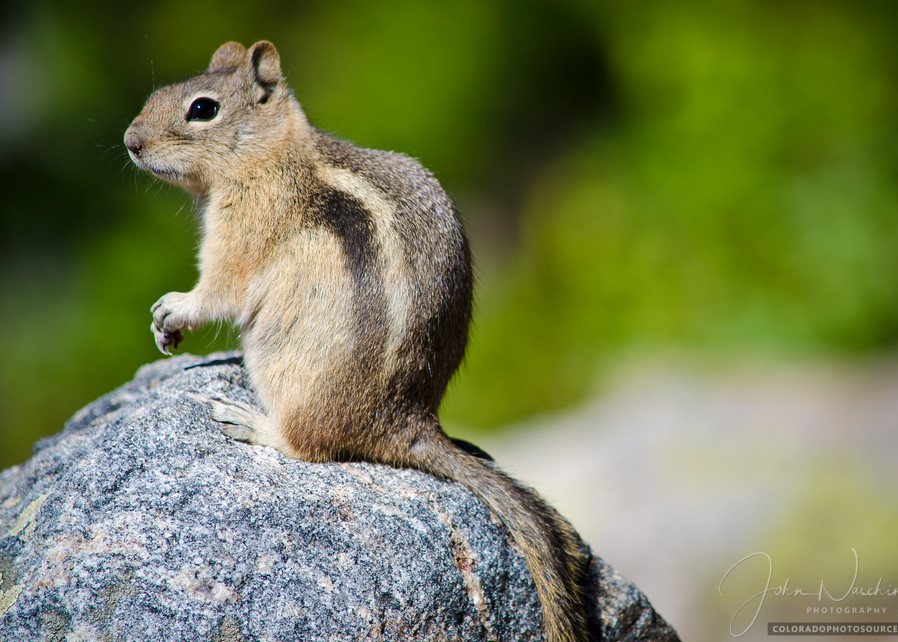 Photograph of Chipmunk in Colorado Rocky Mountain National Park