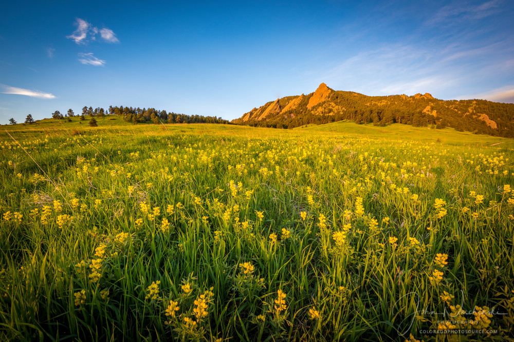 Photography of Boulder Colorado Flatirons with Spring Wildflowers Photography of Boulder Colorado Flatirons with Spring Wildflowers