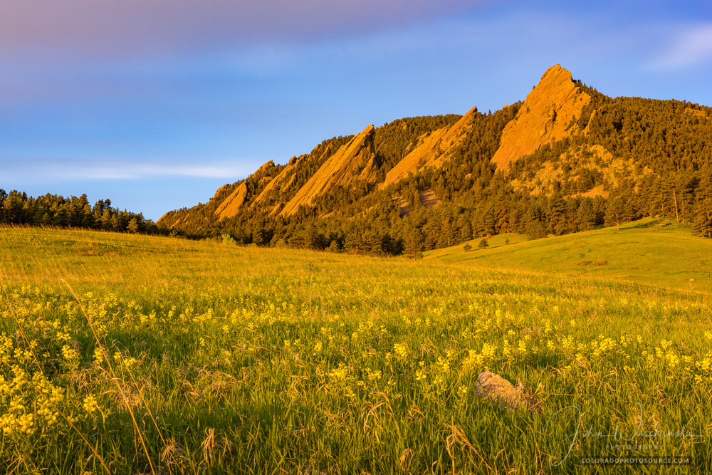 Photo of Boulder Flatirons Sunrise Field of Golden Banner Wildflowers