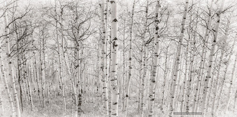 B&W Photo of Aspen Trees in Crested Butte Colorado