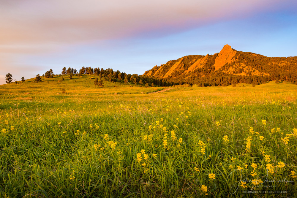 Photograph of Boulder Colorado Flatirons & Golden Banner Wildflowers Photograph of Boulder Colorado Flatirons & Golden Banner Wildflowers