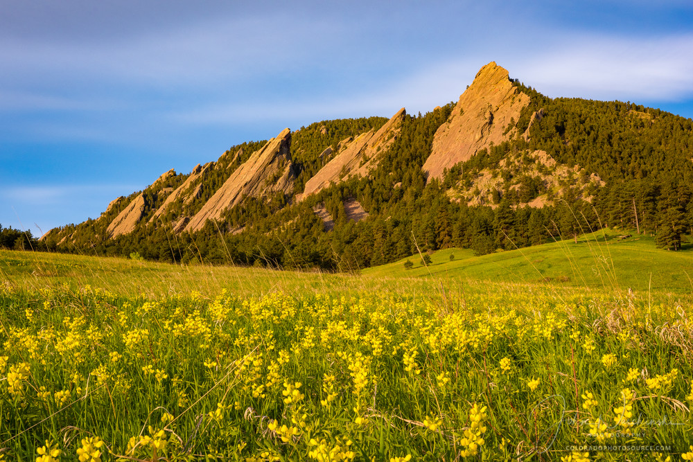 Photo of Boulder Colorado Flatiron Mountains, Yellow Wildflowers