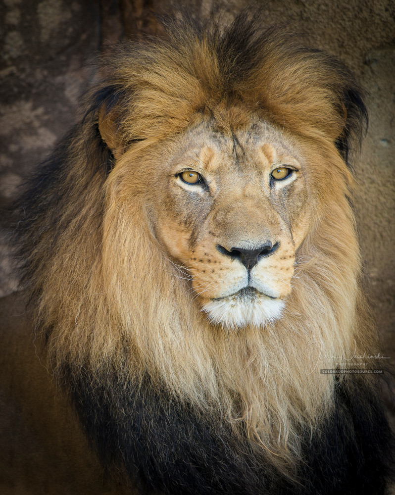 Close up Photo of a Beautiful Male Lion at Denver Zoo Close up Photo of a Beautiful Male Lion at Denver Zoo