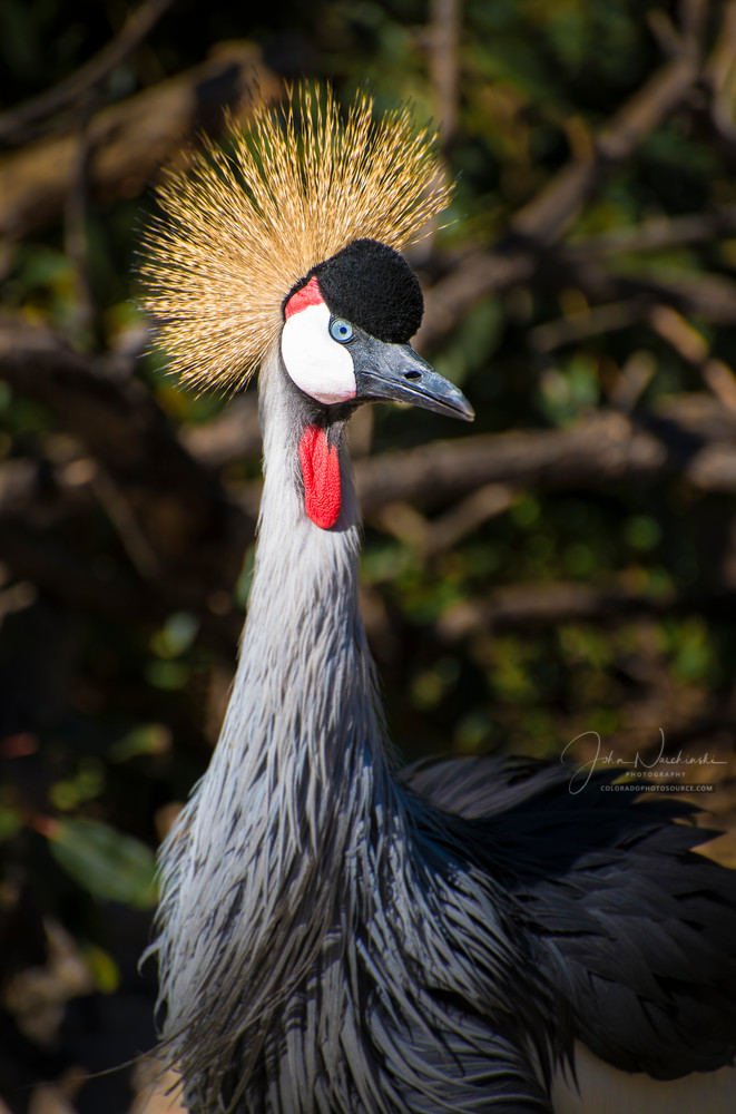 Photo of East African Crowned Crane Denver Zoo