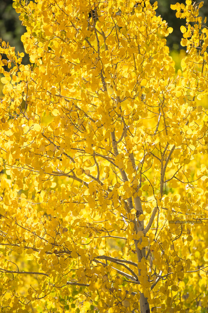 Vertical Photograph Colorado Aspen Tree in Autumn