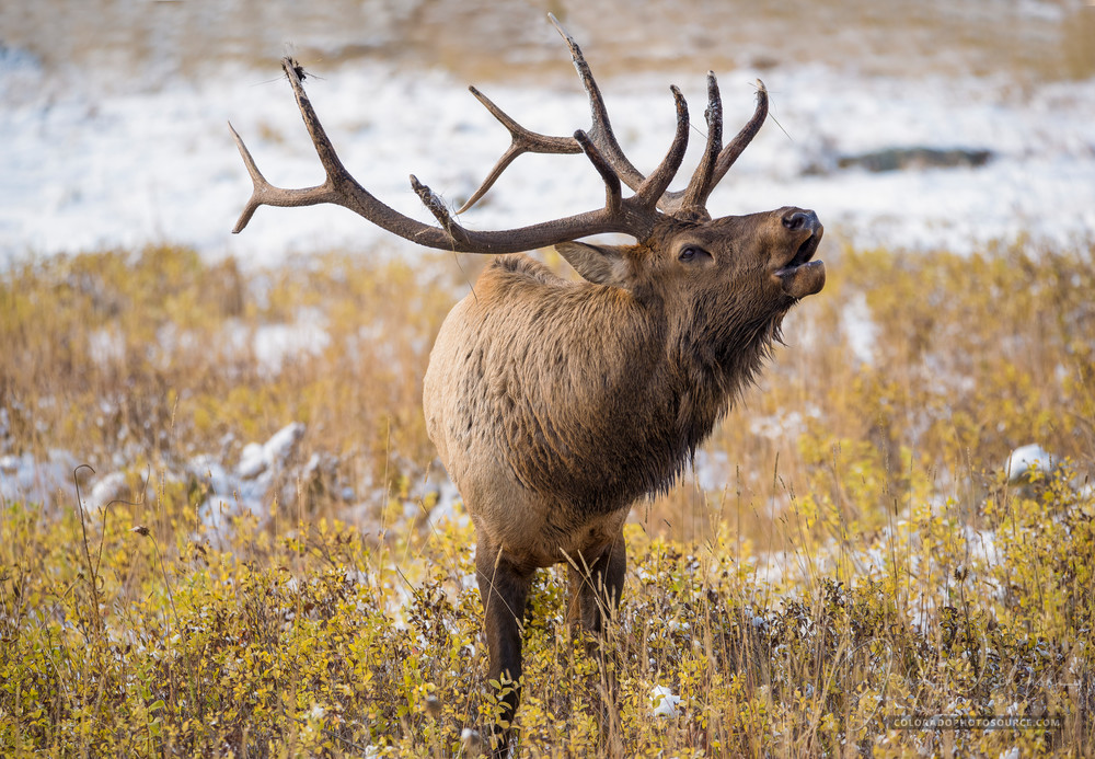 Colorado Bull Elk Bugling in Rocky Mountain National Park