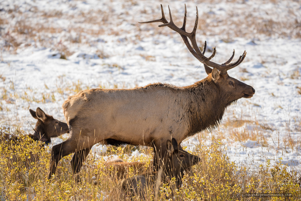 Photo of Colorado Bull Elk Watching Over Harem Rocky Mountain National Park