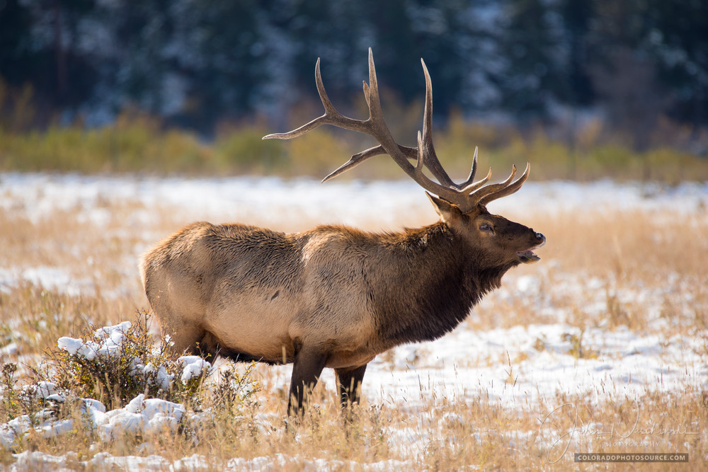 Photo of Large Bull Elk Bugling in Rutting Season Rocky Mountain National Park Colorado