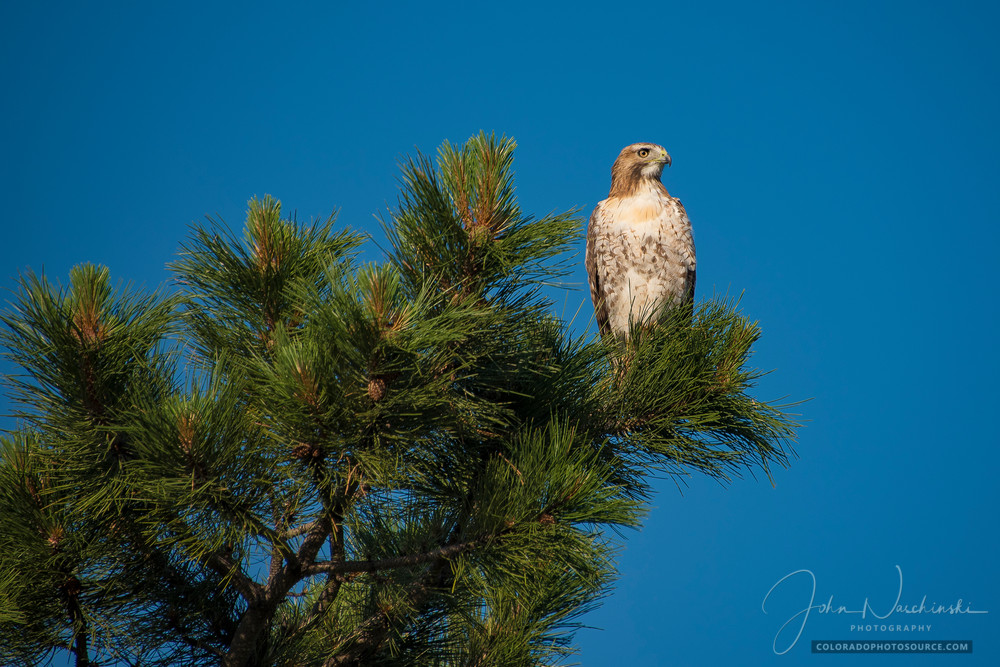 Photo of Beautiful Colorado Ferruginous Hawk atop Pine Tree